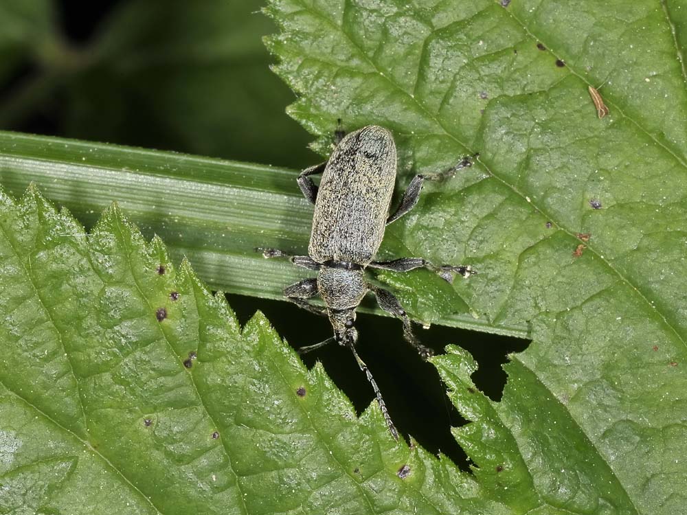 Curculionidae da identificare - Phyllobius pyri